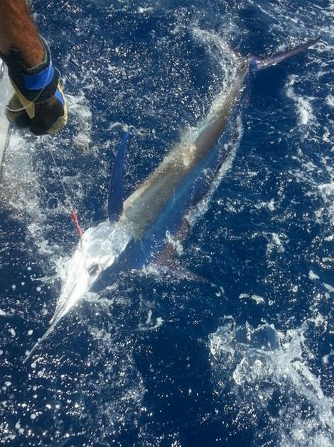 Blauw & Wit Cavalier & Blue Marlin Sport Fishing Gran Canaria