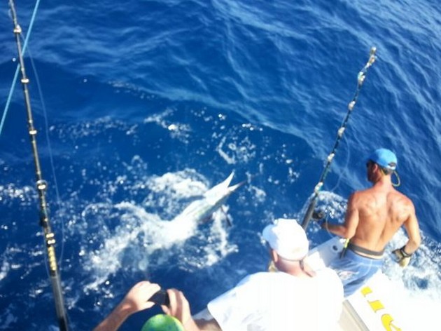 White Marlin released by Sander Martind from Holland Cavalier & Blue Marlin Sport Fishing Gran Canaria