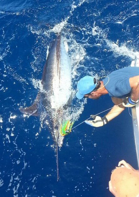 330 lb Blue Marlin released by Mark Smith Cavalier & Blue Marlin Sport Fishing Gran Canaria