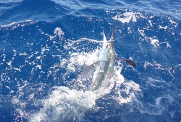 50 lb White Marlin released by Sander Martins Cavalier & Blue Marlin Sport Fishing Gran Canaria