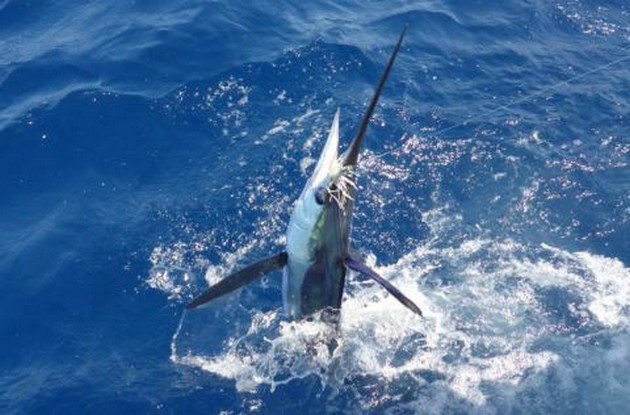 White Marlin Cavalier & Blue Marlin Sport Fishing Gran Canaria