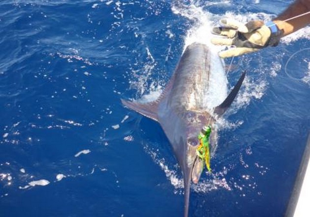 330 lb Blue Marlin - 330 lbs Blue Marlin Cavalier & Blue Marlin Sport Fishing Gran Canaria