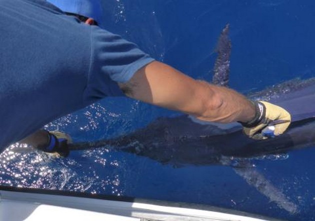 Release Me Cavalier & Blue Marlin Sport Fishing Gran Canaria