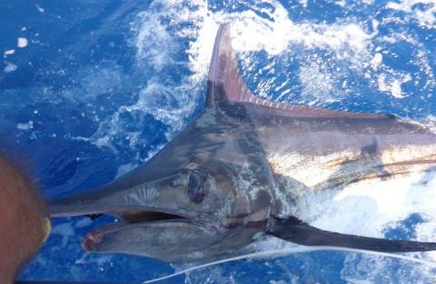 330 lbs Blue Marlin released on the boat Cavalier Cavalier & Blue Marlin Sport Fishing Gran Canaria