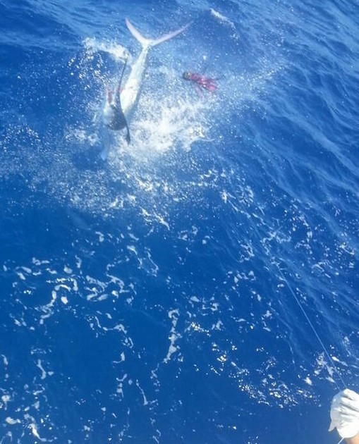 2 Witte Marlijnen Cavalier & Blue Marlin Sport Fishing Gran Canaria