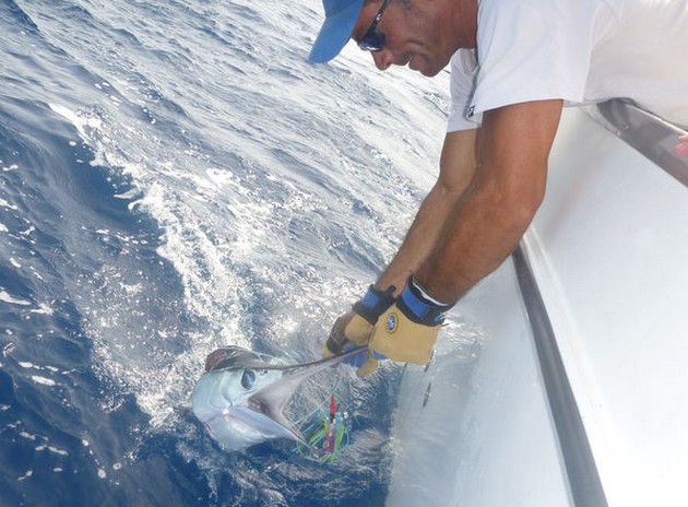White Marlin released by Ed Raket from Holland Cavalier & Blue Marlin Sport Fishing Gran Canaria