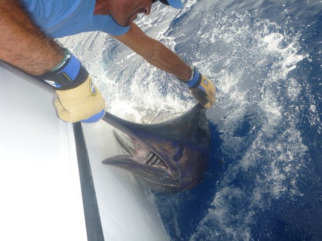 Steven Hadley uit England released 180 kg Blauwe Marlijn Cavalier & Blue Marlin Sport Fishing Gran Canaria
