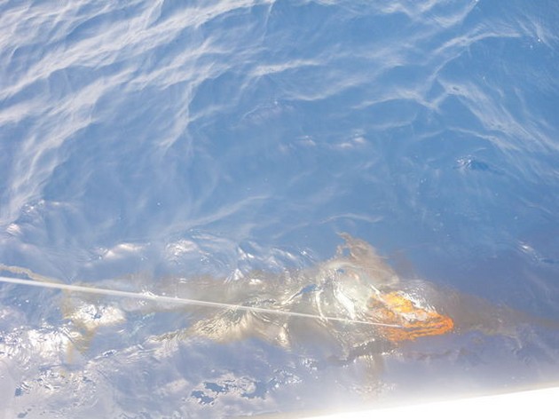 Pasito Blanco Tournament 2014 - day 1 Cavalier & Blue Marlin Sport Fishing Gran Canaria