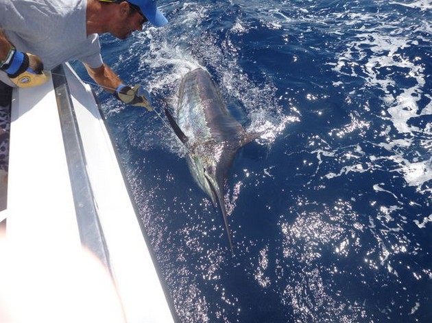 425 lbs Blue Marlin Caught & Released by Robert Hartung Cavalier & Blue Marlin Sport Fishing Gran Canaria