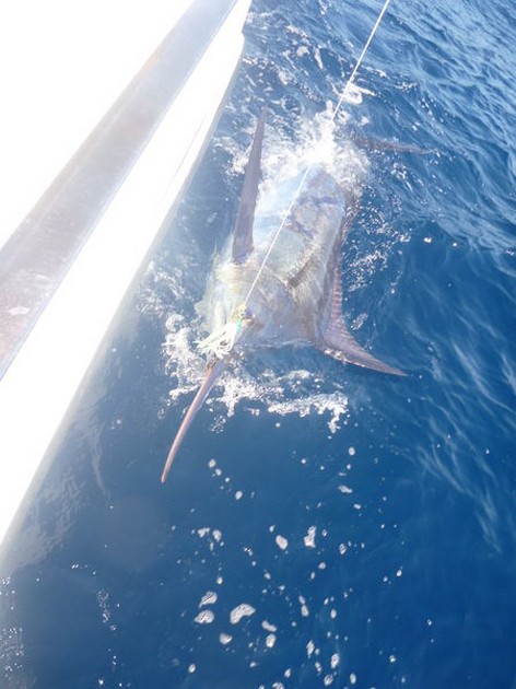 600 lbs Blue Marlin - Wayne Cooper from Sheffield released a 600 lbs Blue Marlin Cavalier & Blue Marlin Sport Fishing Gran Canaria