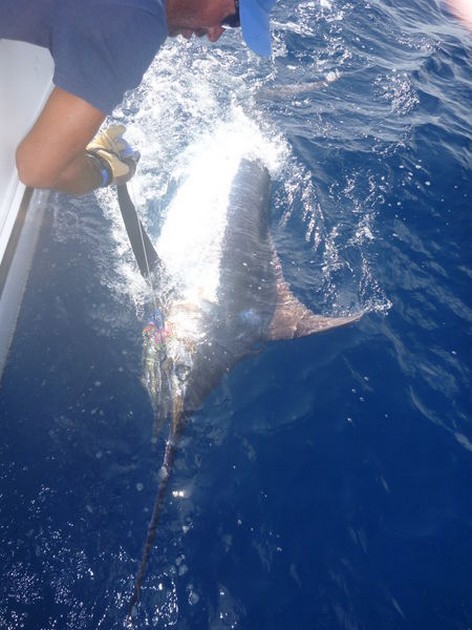 Thommy Ohlsson uit Zweden released 1 Blauwe en 1 Witte Marlijn Cavalier & Blue Marlin Sport Fishing Gran Canaria