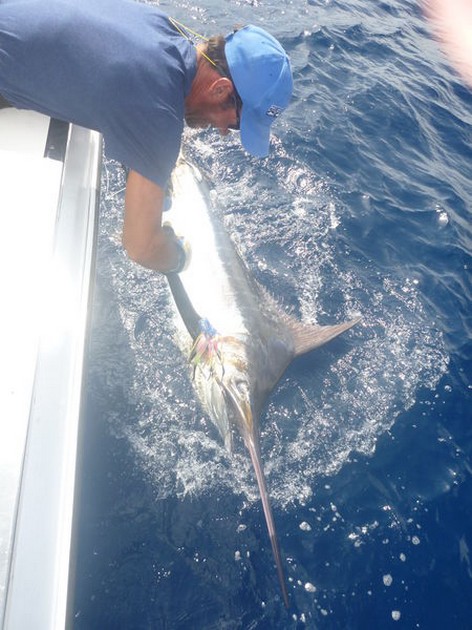 Tag & Release Cavalier & Blue Marlin Sport Fishing Gran Canaria
