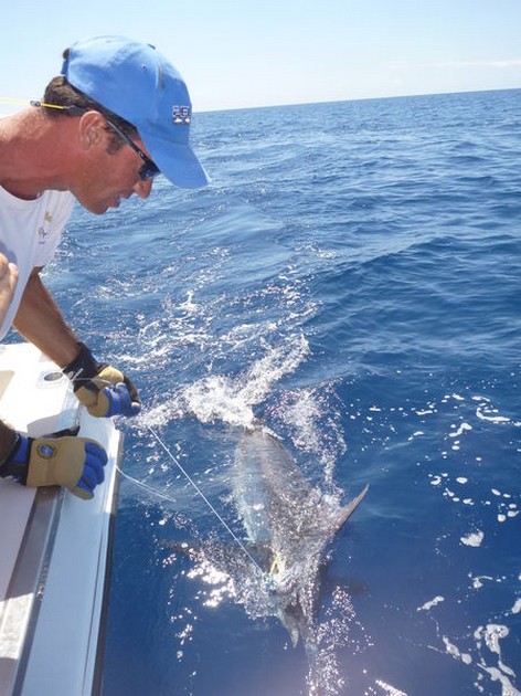 Opnieuw Cavalier met een 140 kilo release Cavalier & Blue Marlin Sport Fishing Gran Canaria