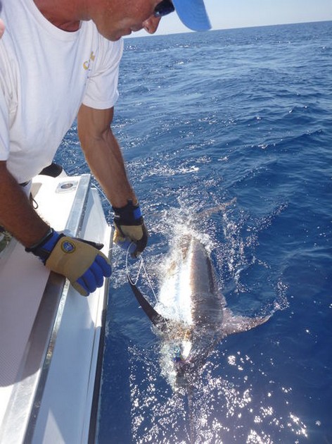 300 lbs Blue Marlin released by David McKinnov from Scotland Cavalier & Blue Marlin Sport Fishing Gran Canaria