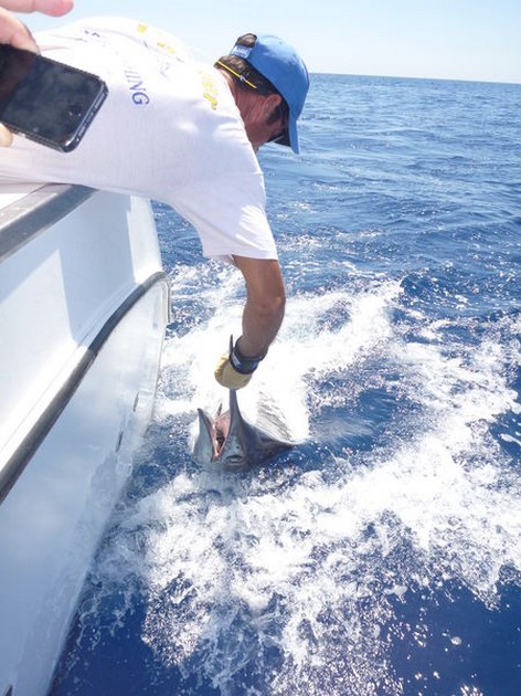 Release Me Cavalier & Blue Marlin Sport Fishing Gran Canaria