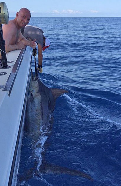 440 lbs Blauwe Marlijn gereleased door de Hollander Guido Vermeij Cavalier & Blue Marlin Sport Fishing Gran Canaria