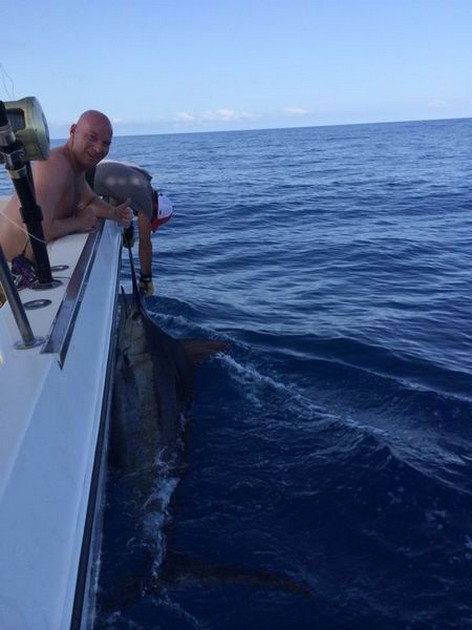 440 lbs Blue Marlin tagged and released on the boat Cavalier Cavalier & Blue Marlin Sport Fishing Gran Canaria