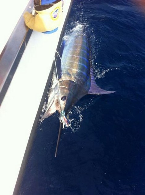 Rune Skoglund från Norge släppte 2 Blues Cavalier & Blue Marlin Sport Fishing Gran Canaria