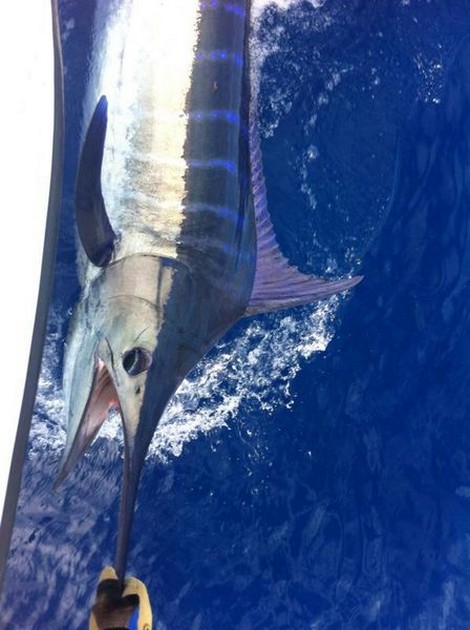 Blue Marlin released by Rune Skoglund from Norway Cavalier & Blue Marlin Sport Fishing Gran Canaria