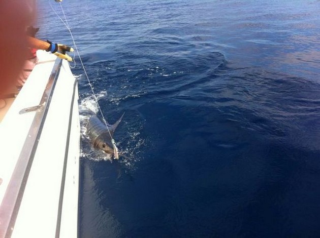 Blue Marlin Cavalier & Blue Marlin Sport Fishing Gran Canaria