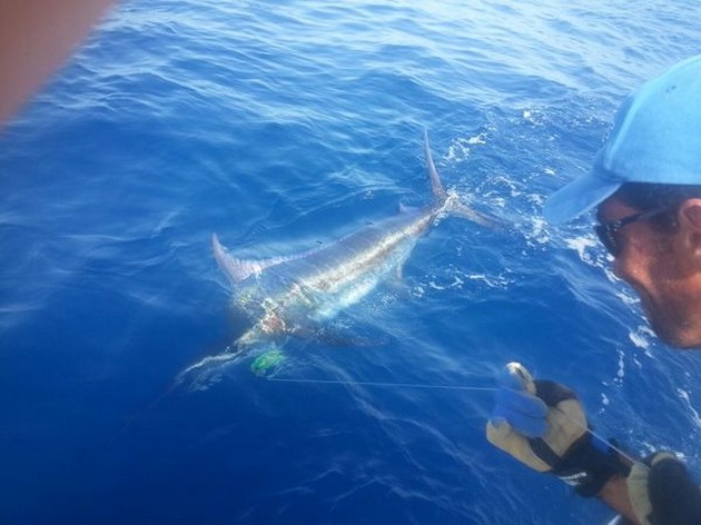 450 kg Blue Marlin släppte y Jonas Arpgard från Norge Cavalier & Blue Marlin Sport Fishing Gran Canaria