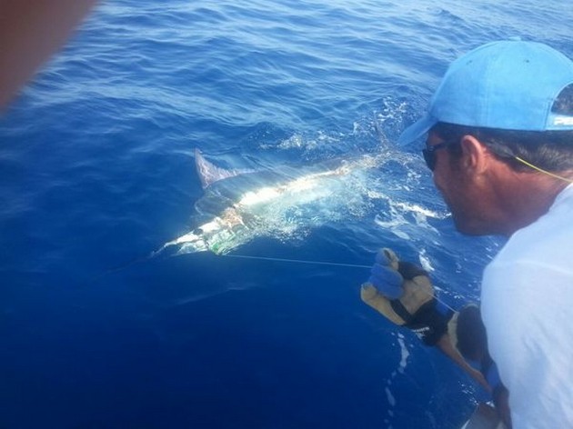Release Me Cavalier & Blue Marlin Sport Fishing Gran Canaria