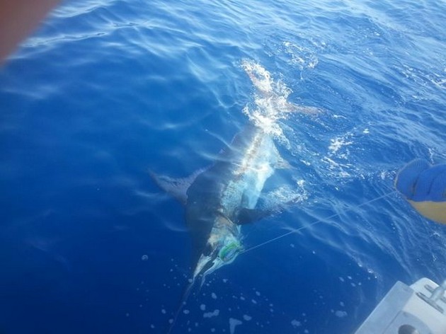 Blue Marlin released by Jonas Arpgard from Norway Cavalier & Blue Marlin Sport Fishing Gran Canaria