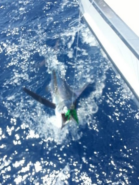  - Cavalier & Blue Marlin Sport Fishing Gran Canaria