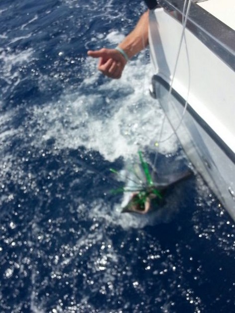 White Marlin released by the boat Cavalier Cavalier & Blue Marlin Sport Fishing Gran Canaria