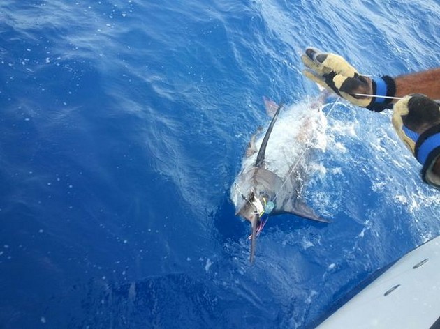 140 kg Blue  Marlin - Blue Marlin released by Christina Gerhard from Norway Cavalier & Blue Marlin Sport Fishing Gran Canaria