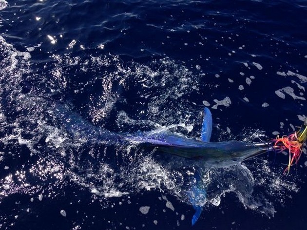 Longbill Spearfish released by Lutjen Mulder from Holland Cavalier & Blue Marlin Sport Fishing Gran Canaria