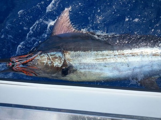 Cavalier released another 700 lbs blue marlin Cavalier & Blue Marlin Sport Fishing Gran Canaria