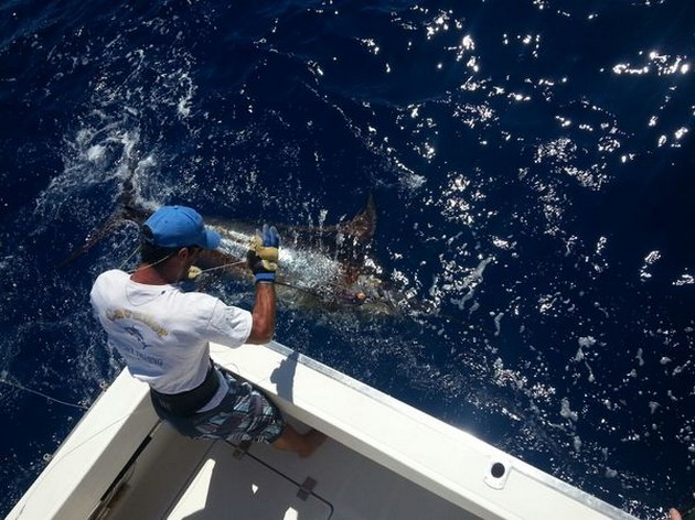 Blue Marlin released on the boat Cavalier Cavalier & Blue Marlin Sport Fishing Gran Canaria