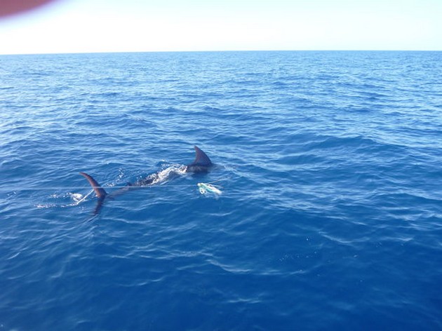 Is het big game seizoen voorbij ? Cavalier & Blue Marlin Sport Fishing Gran Canaria