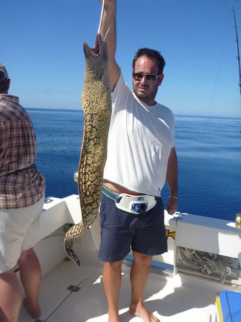 Tiger Moray caught by Peter from Bulgaria Cavalier & Blue Marlin Sport Fishing Gran Canaria