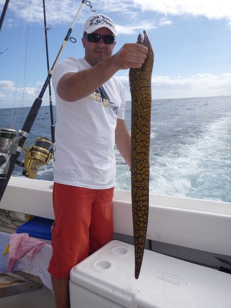 Tiger Moray Cavalier & Blue Marlin Sport Fishing Gran Canaria