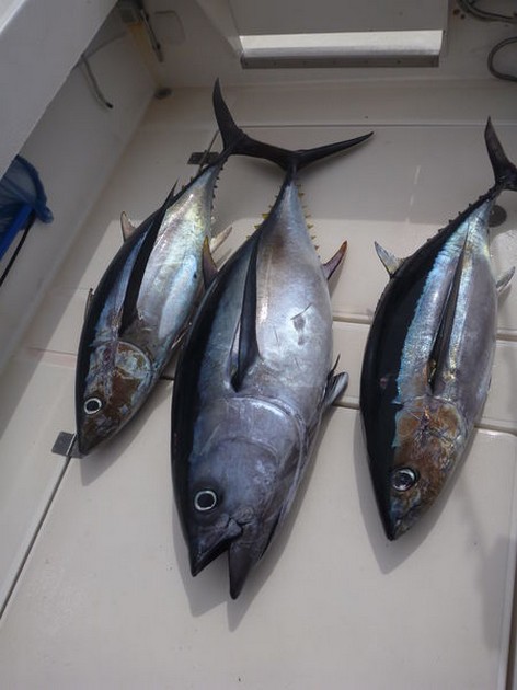 The Tuna is back again! Cavalier & Blue Marlin Sport Fishing Gran Canaria