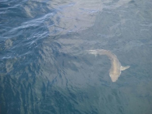 Tope Cavalier & Blue Marlin Sport Fishing Gran Canaria