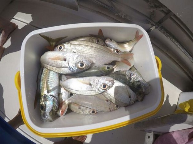 Seabreams Cavalier & Blue Marlin Sport Fishing Gran Canaria