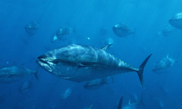  - Cavalier & Blue Marlin Sport Fishing Gran Canaria