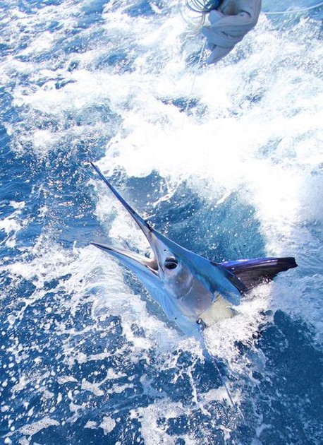 1st Witte Marlijn van 2015 Cavalier & Blue Marlin Sport Fishing Gran Canaria