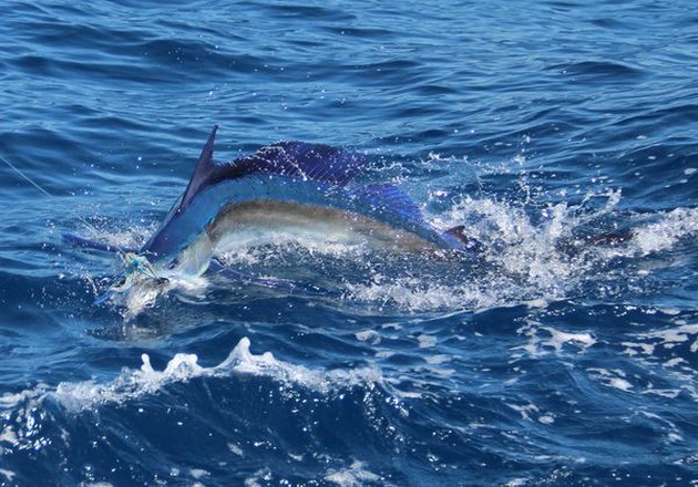Large schools with Skipjack Tuna Cavalier & Blue Marlin Sport Fishing Gran Canaria