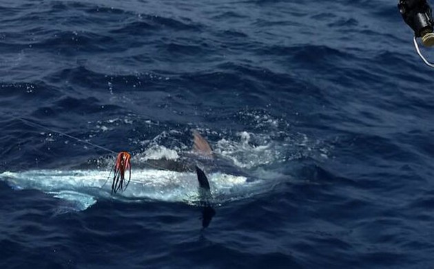 Cavalier released 250 kg Blue Marlin Cavalier & Blue Marlin Sport Fishing Gran Canaria