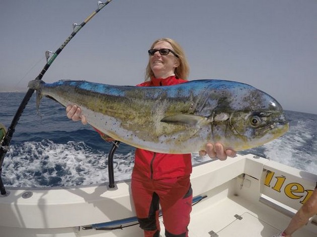 Dorado - Christina Johansson from Sweden Cavalier & Blue Marlin Sport Fishing Gran Canaria