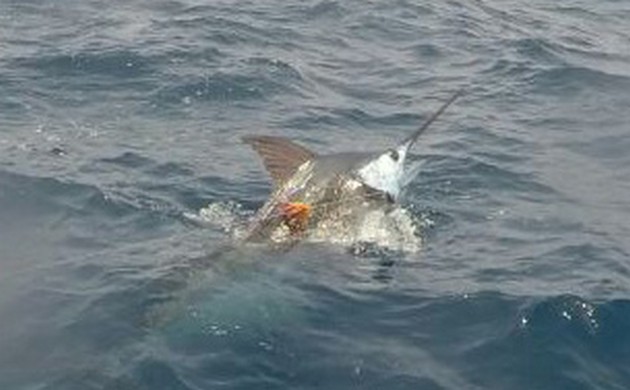 Blue Marlin besides the Cavalier Cavalier & Blue Marlin Sport Fishing Gran Canaria