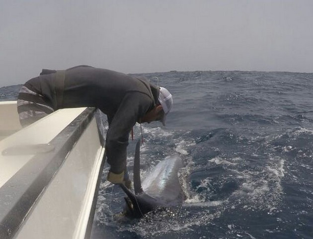 250 kg Blue Marlin tagged and released Cavalier & Blue Marlin Sport Fishing Gran Canaria