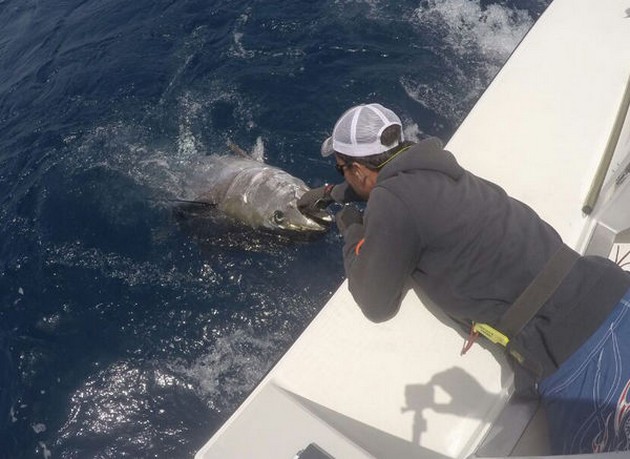 Bluefin Tuna - Cavalier released today  a 220 and 240 kg Bluefin Tuna Cavalier & Blue Marlin Sport Fishing Gran Canaria