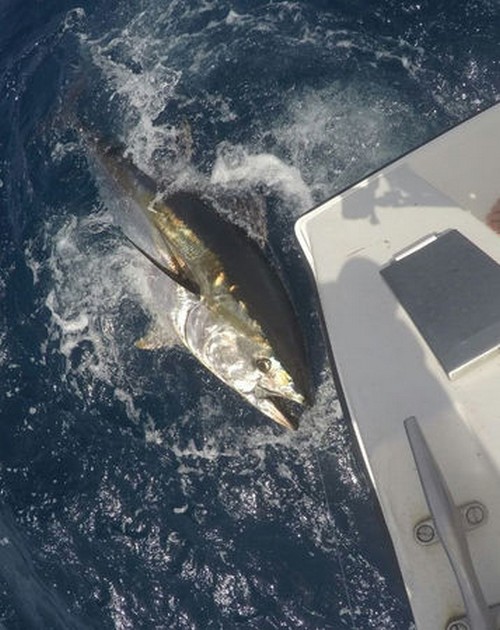 Bluefin Tuna Cavalier & Blue Marlin Sport Fishing Gran Canaria