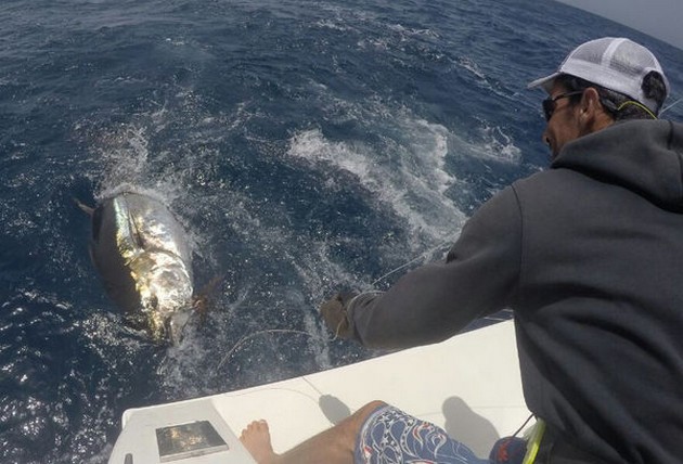 Bluefin Tuna - 240 kg Blue Tuna behind the boat Cavalier Cavalier & Blue Marlin Sport Fishing Gran Canaria