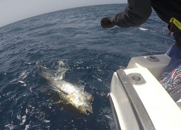 Bluefin Tuna Cavalier & Blue Marlin Sport Fishing Gran Canaria